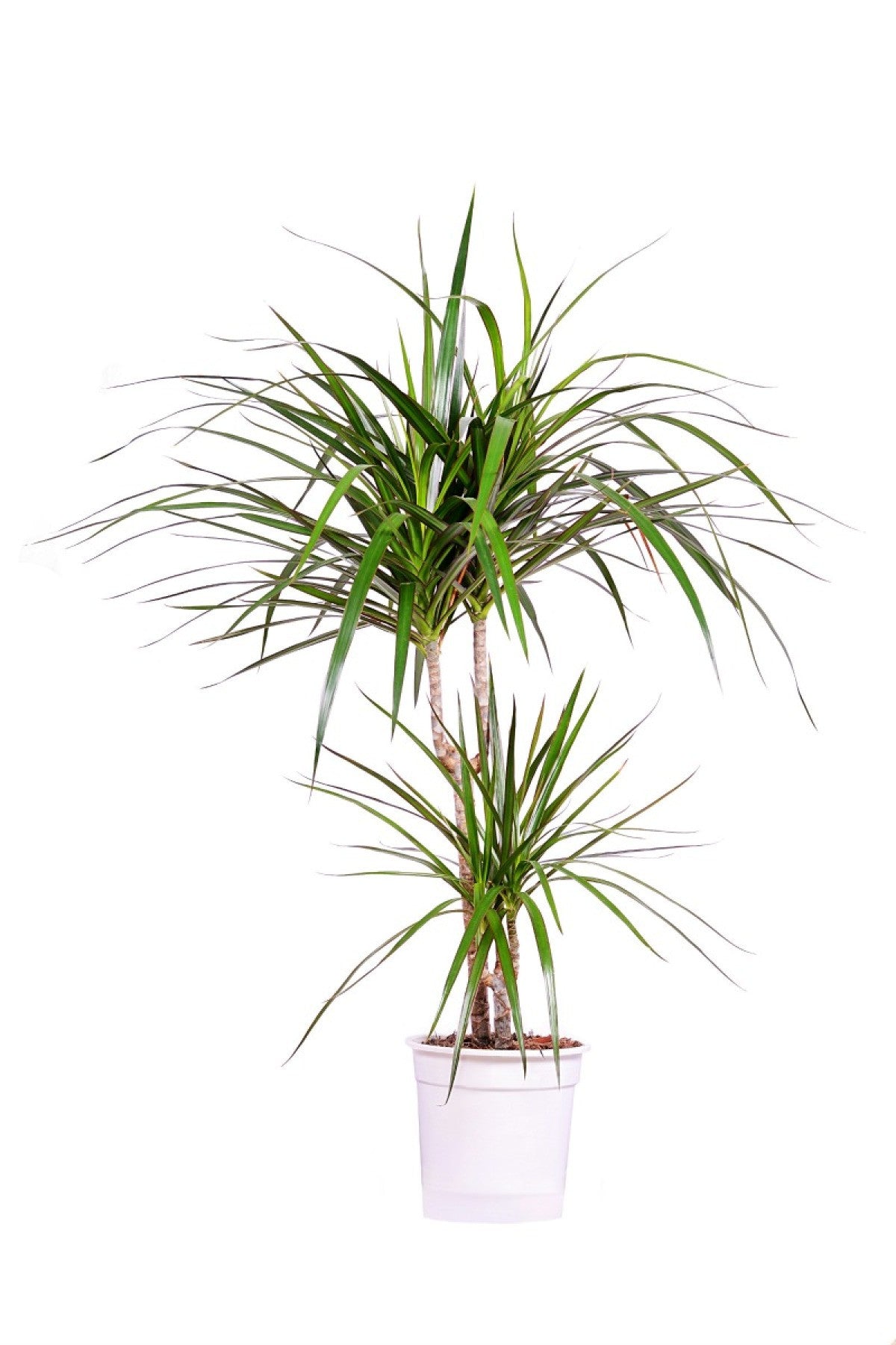 Dragon Plant - Dracaena Marginata Small