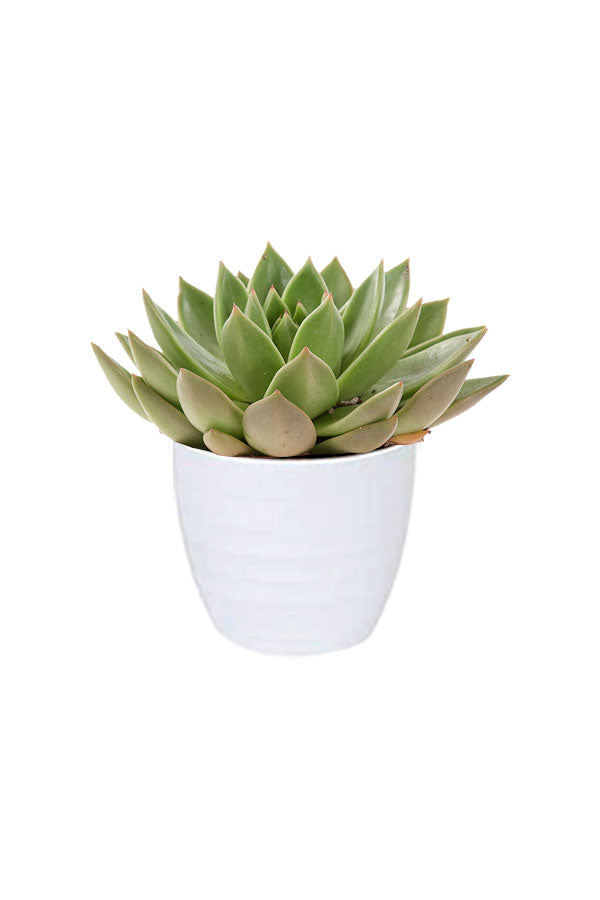 Pet Safe Succulent Pack