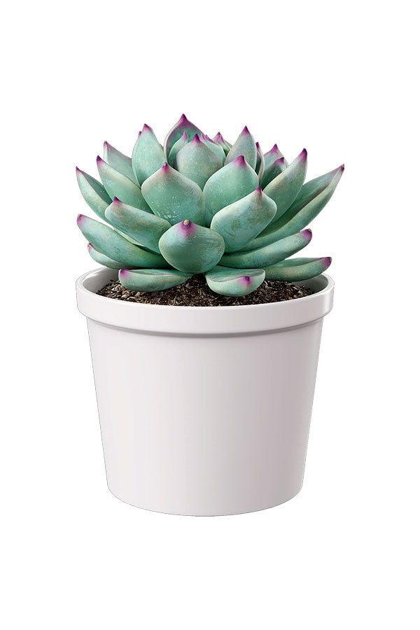 Pet Safe Succulent Pack