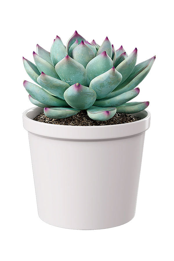 Succulent Starter Pack