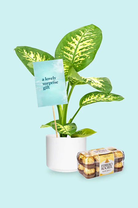 Endless Affection Green Gift – Eco-Friendly Happy Anniversary Gift with Beautiful Plant Arrangement in Elegant Pot at Green Decor