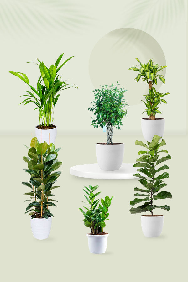 Fast-Growing Tall Greens Pack