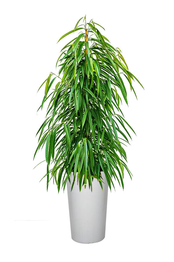 Ficus Amstel Queen (Ficus Tree) - Elegant Indoor Plant with Glossy Green Leaves