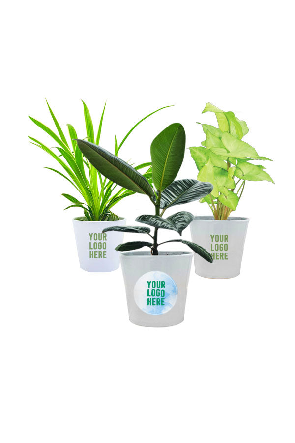 Lush Green Signature Leafy Plant Set – Premium indoor leafy plants in designer planters by GreenDecor.me