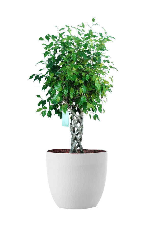 Fast-Growing Tall Greens Pack