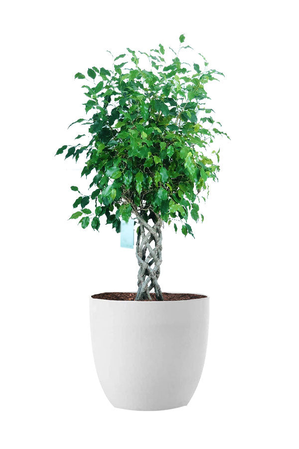 Living Room Elegance Pack