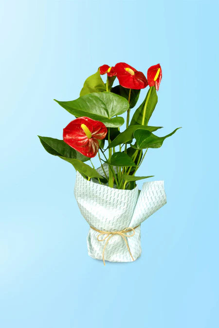 Forever Yours Anthurium Plant Gift – romantic heart-shaped red flowering plant in elegant planter for gifting in Riyadh