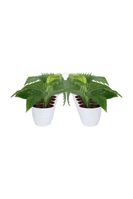 Forgive Me Green Gift