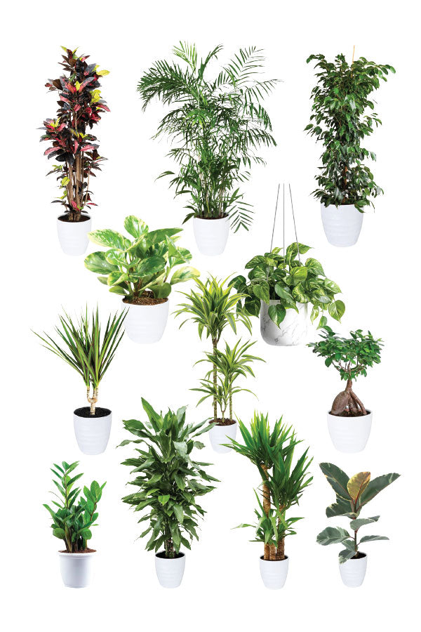 Green Fit - Gym Packages