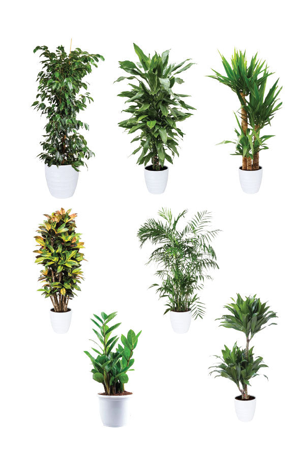 Green Fit - Gym Packages