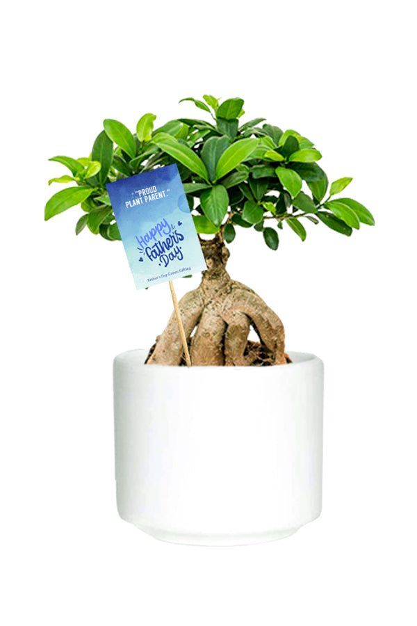 Father's Day Gifts - Resilient Green Bonsai