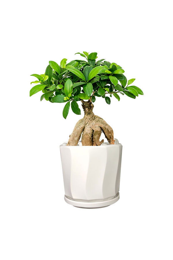 Ginseng Bonsai Ficus Microcarpa – Symbol of Longevity and Prosperity from Green Decor UAE