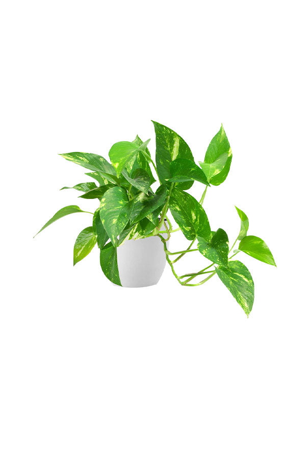 Air Purifying Plant Pack