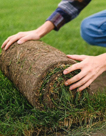 Green Carpet Lawn Setup