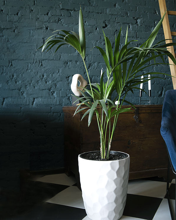 Aglaonema Silver Lance – Silver Foliage Indoor Plant