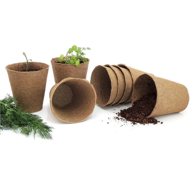 Exotic Fruit Grow Kit