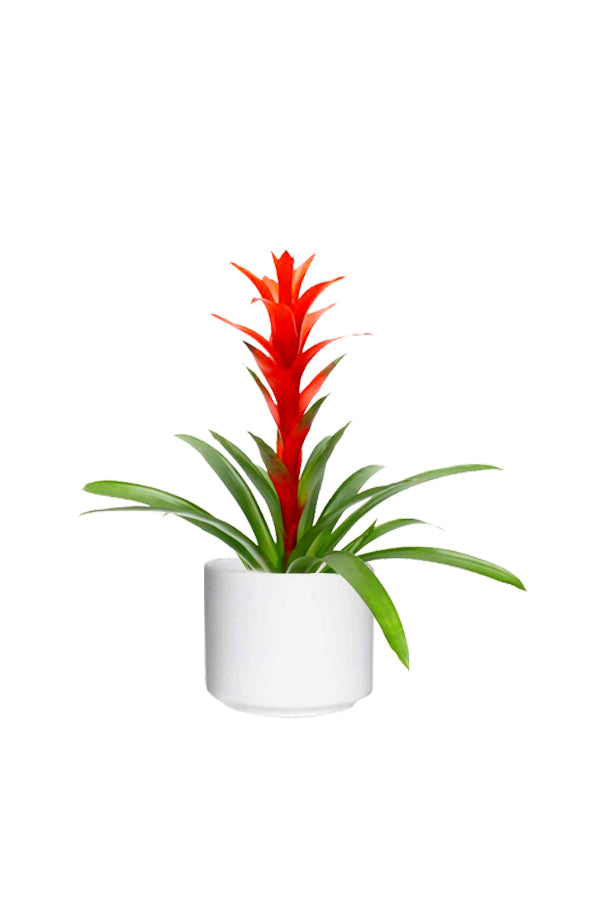 Guzmania (Scarlet Star) with vibrant red blooms placed in a stylish decorative pot on a bright windowsill.