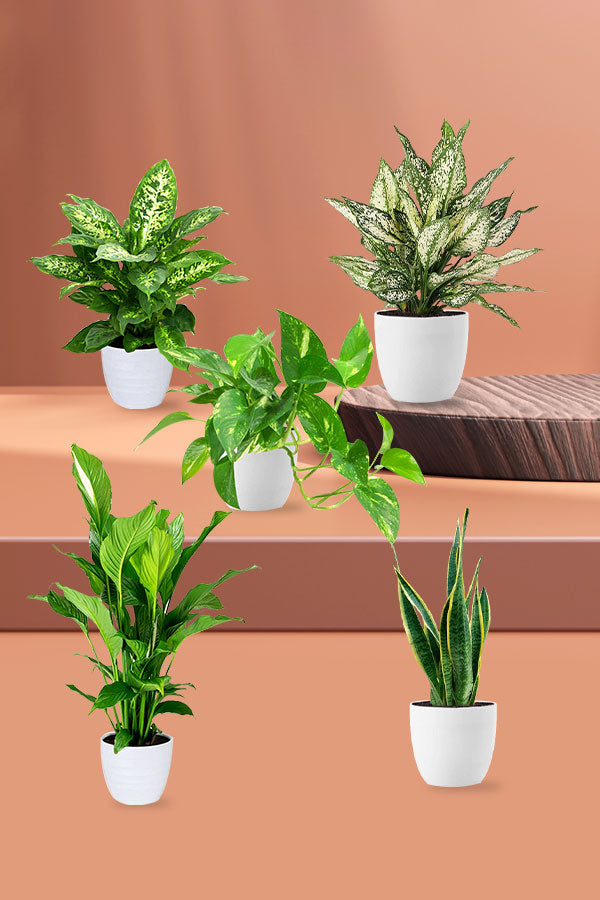 Hard-to-Kill Indoor Plants Pack