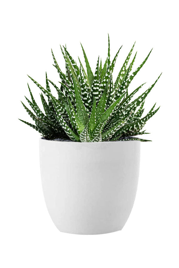 Succulent Prestige Pack