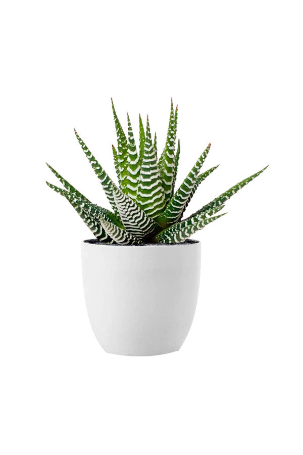 Haworthia Zebra – Low Maintenance Succulent