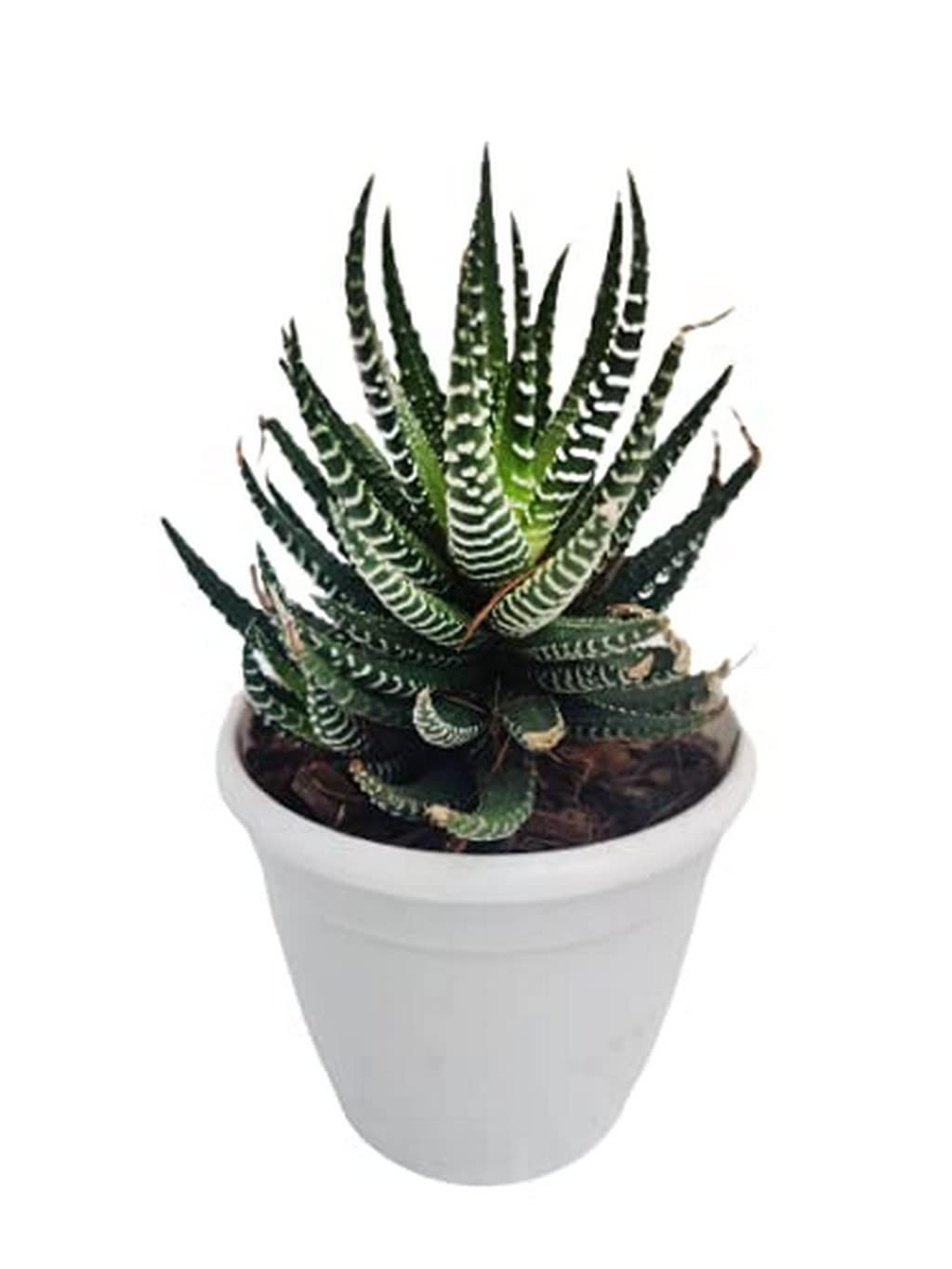 Haworthia (Haworthia fasciata) plant with white zebra-like stripes on green leaves, placed in a decorative pot.