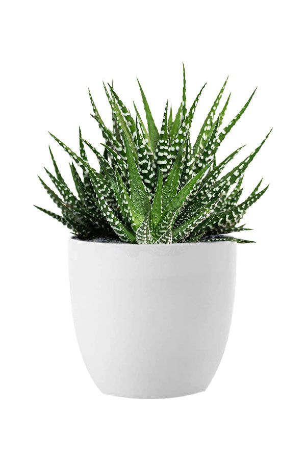 Geo Green Succulent Pack