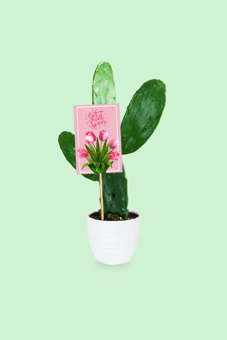 "Healing cactus gift combo with decorative pots – Wellness Wishes for recovery"