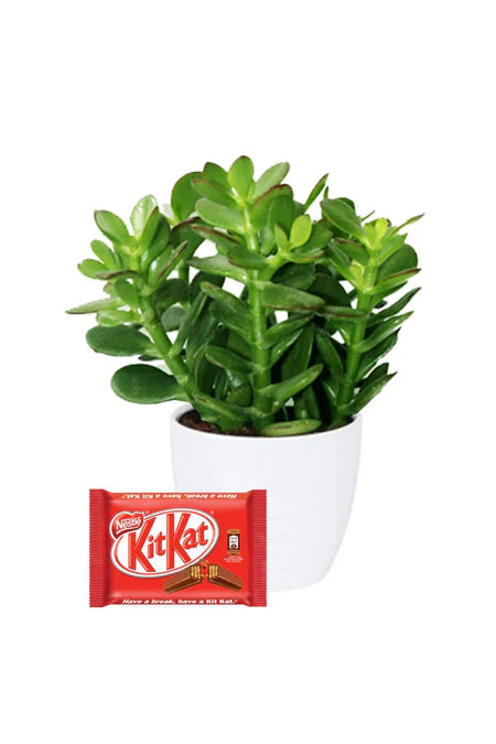 Evergreen Lucky Jade Plant paired with Kit Kat chocolate, eco-friendly gift combo