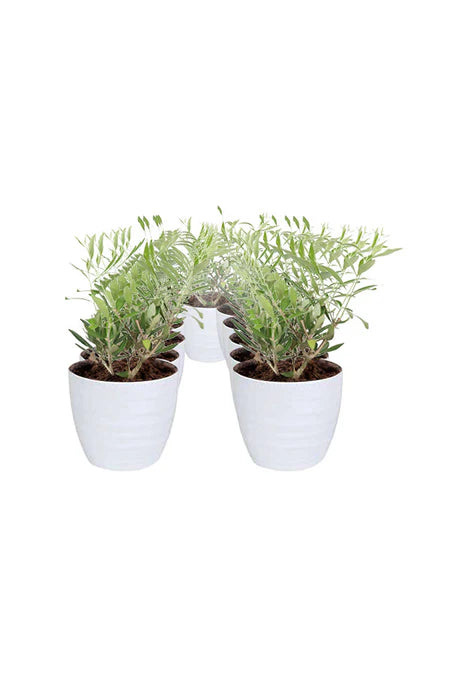 Home Sweet Home Green Gift – elegant indoor plant in designer pot for housewarming and homecoming gifting in Riyadh