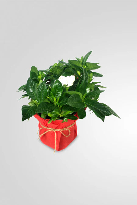 Harvest Planter Gift For Husband