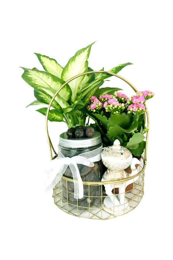 Apology Gifts - Green Thumbs