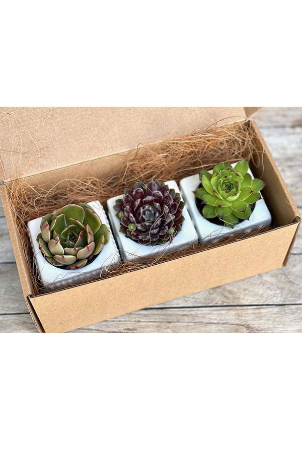 Square succulent harmony green gift in ceramic pots for corporate gifting