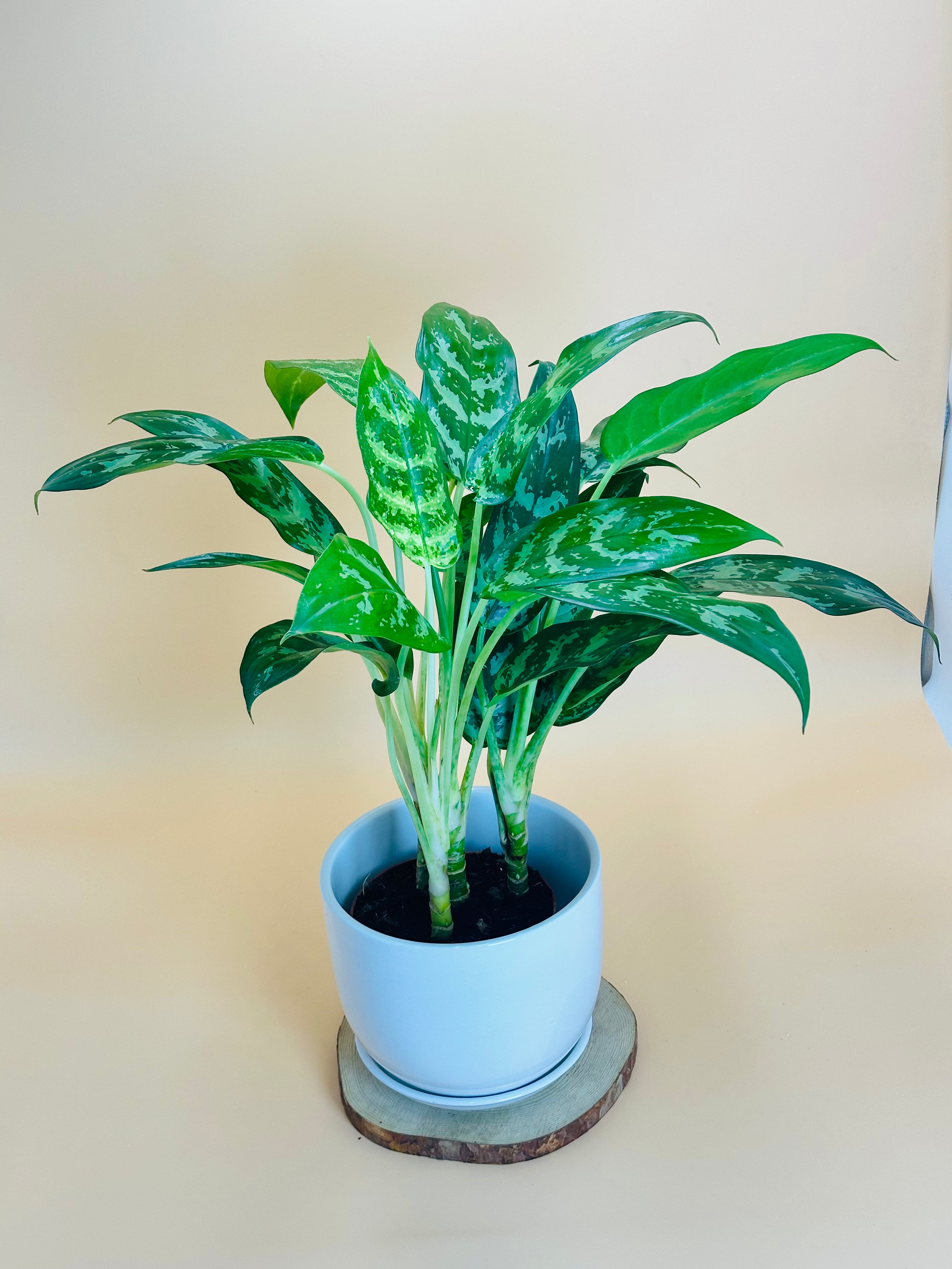 Aglaonema – Elegant Corporate Plant
