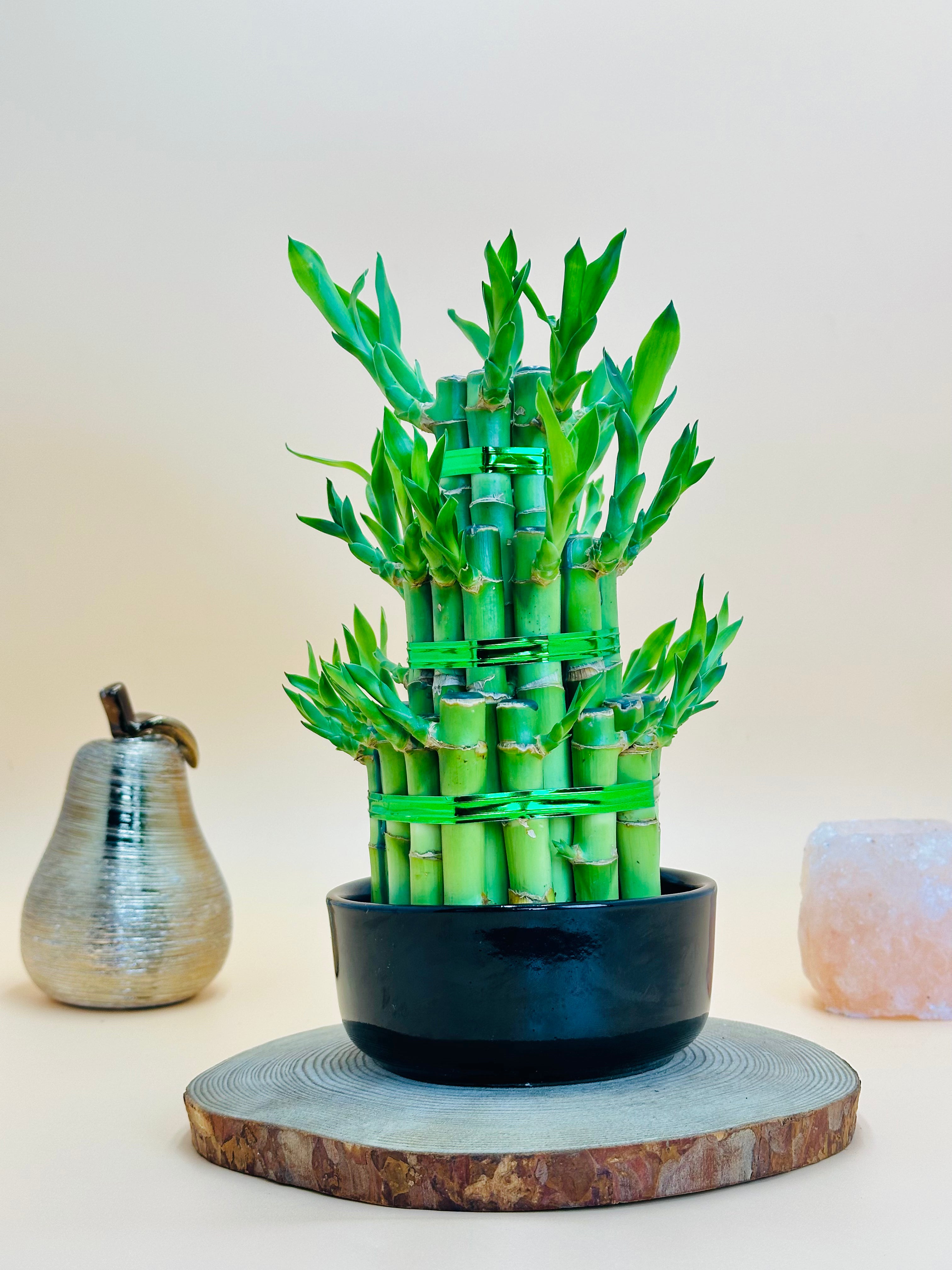 Lucky Bamboo Corporate Plant