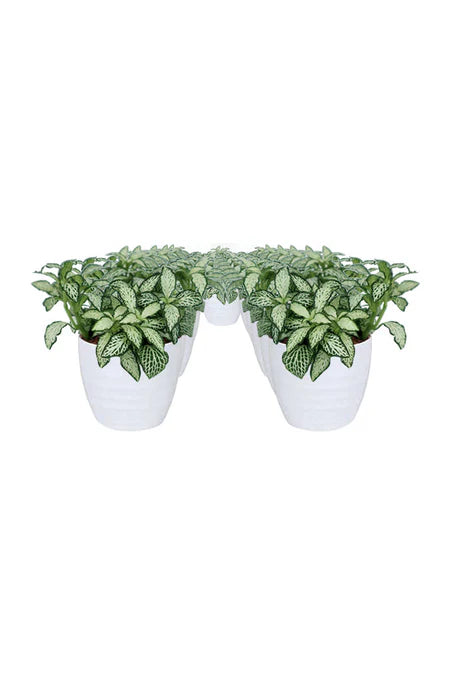Just Because Green Plant Gift – elegant indoor plant in designer pot for spontaneous gifting and thoughtful moments in Riyadh