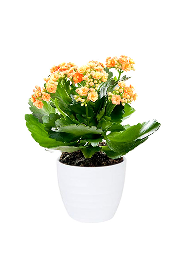 Kalanchoe (Widow's Thrill) with vibrant blooms in red, orange, and yellow displayed in a decorative pot on a windowsill.