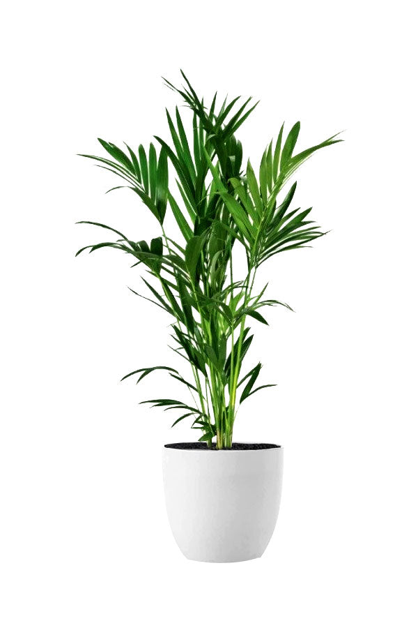 Kentia Palm - Howea Forsteriana