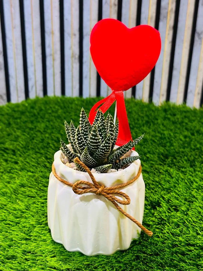 King's Green Throne indoor plant in luxury planter for premium interior decor in Riyadh