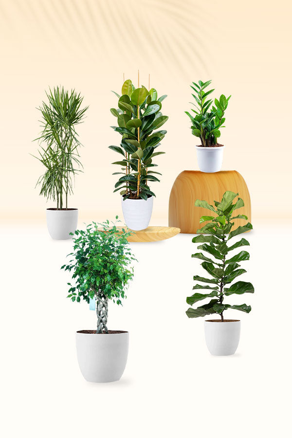 Living Room Elegance Pack