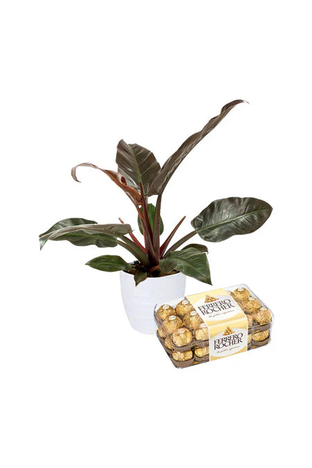 Lush Love Plant Choco Set – romantic indoor plant gift with premium chocolates in decorative packaging