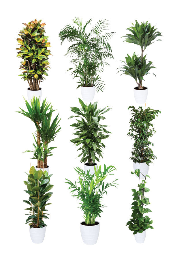 Green Care - Medical Package