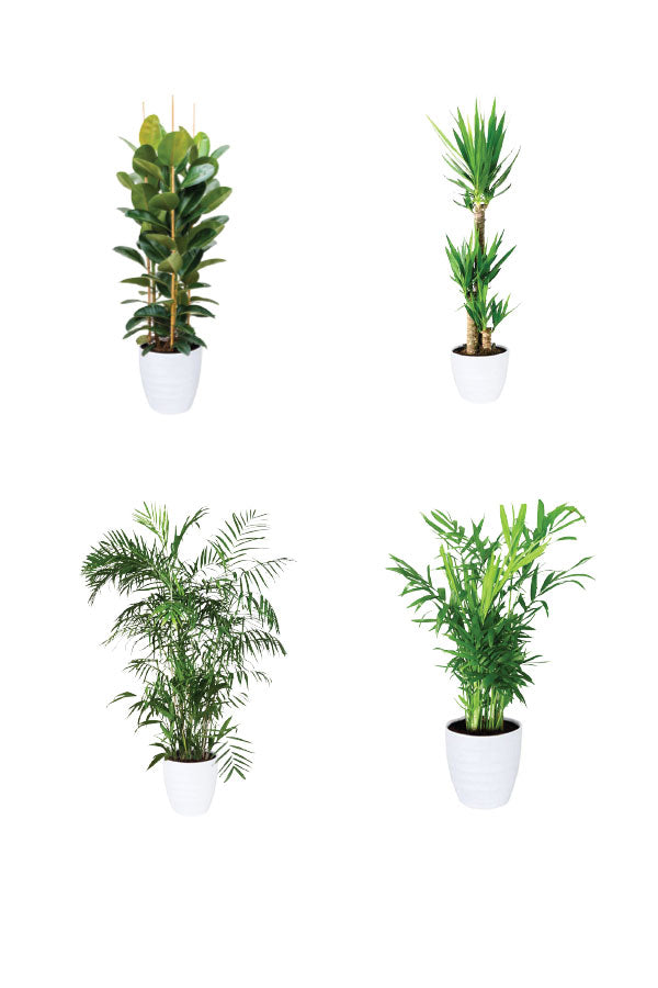 Green Care - Medical Package