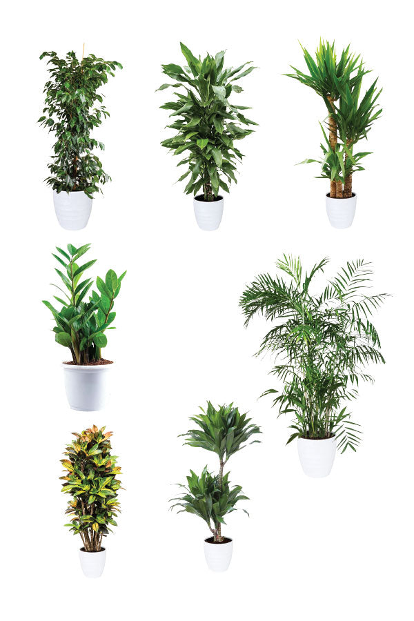 Green Care - Medical Package