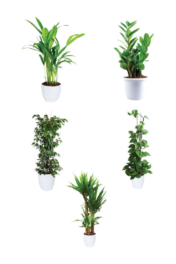 Green Care - Medical Package