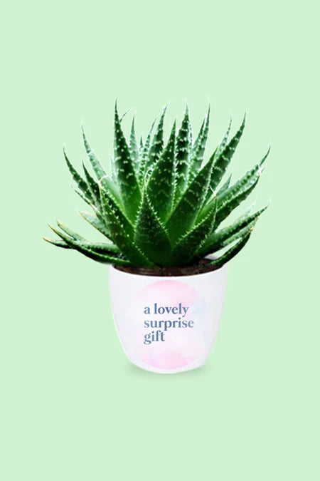 Milestone Achievements – Aloe Vera plant in elegant pot, gift for accomplishments, healing, and success in Riyadh