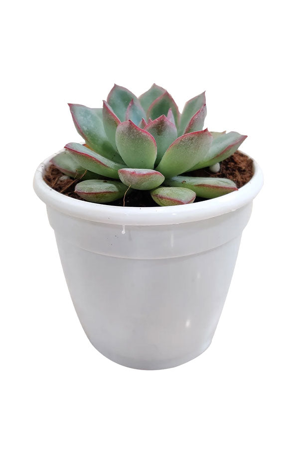 Mini Echeveria – Compact Succulent Plant