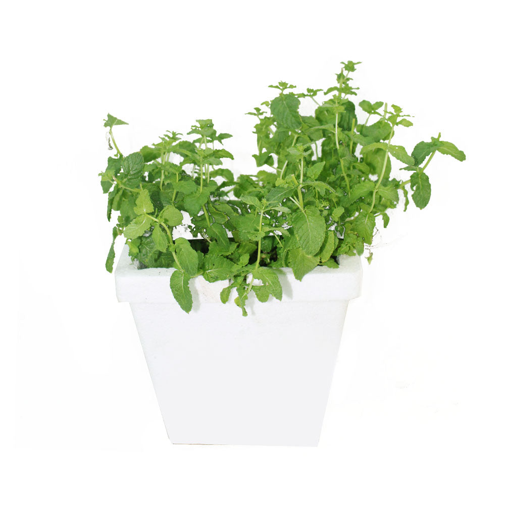 Mint Plant (Mentha) - Medicinal Indoor Plant