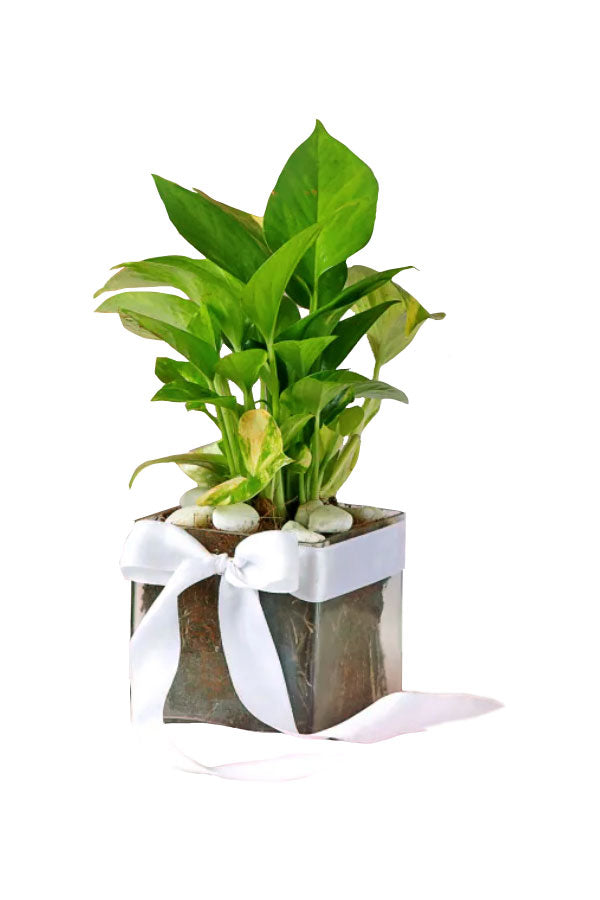 Grad's Green Success Planter Gift