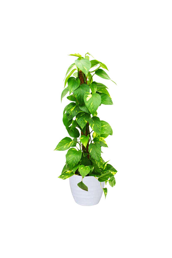 NASA-Approved 5 Oxygen Boosting Plants