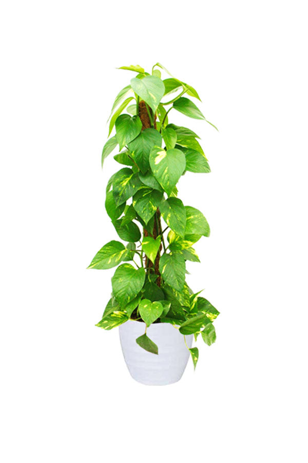 Green Luxe - Harmony Package